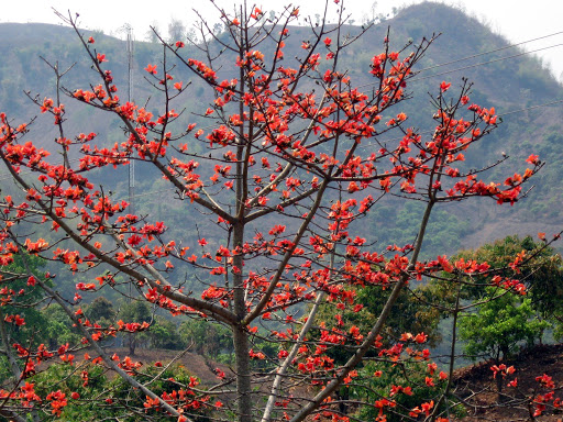 hoa gạo trồng cây nhà thờ